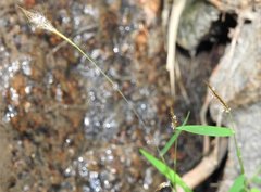 Pogonatherum crinitum