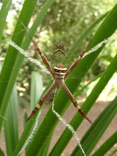 Saint Andrew's Cross Spider photo 5