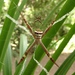 Saint Andrew's Cross Spider - Photo (c) Jens Sohnrey, some rights reserved (CC BY-SA)