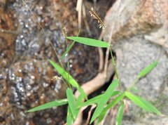 Pogonatherum crinitum