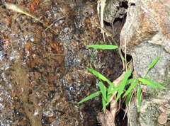 Pogonatherum crinitum