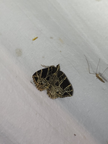 Dark-banded Geometer Moth photo 4