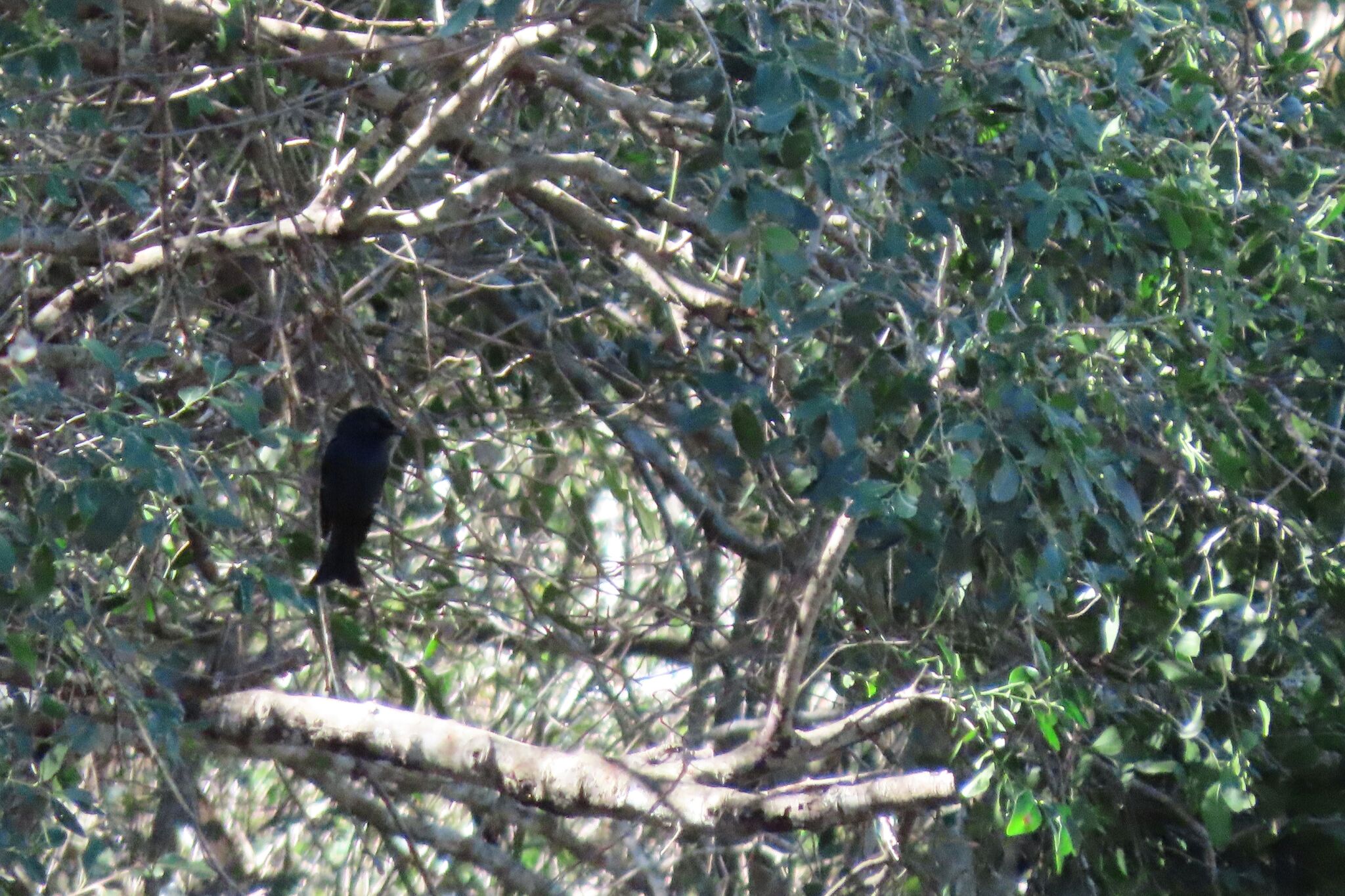 Square-tailed Drongo (Dicrurus ludwigii), photo 3