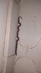 Gyalopion quadrangulare