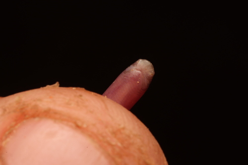 Prong-snouted Blind Snake
