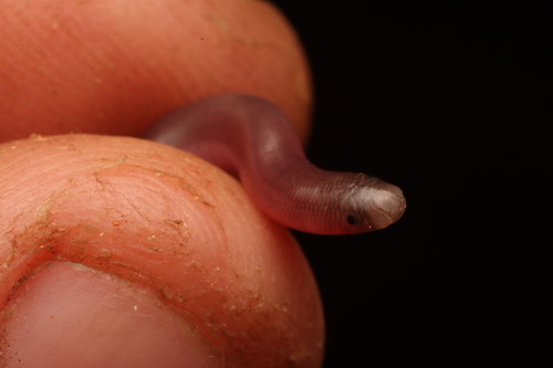 Prong-snouted Blind Snake
