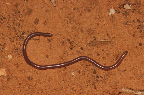 Prong-snouted Blind Snake