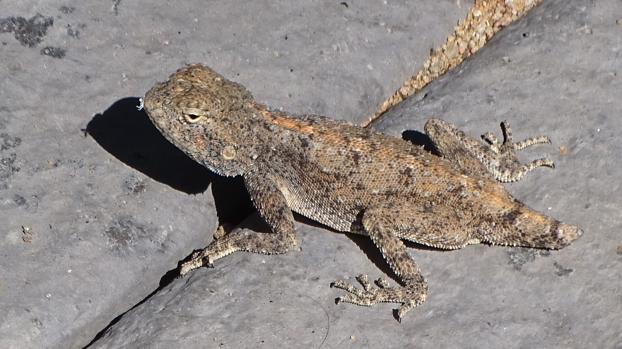 Agama anchietae Bocage, 1896