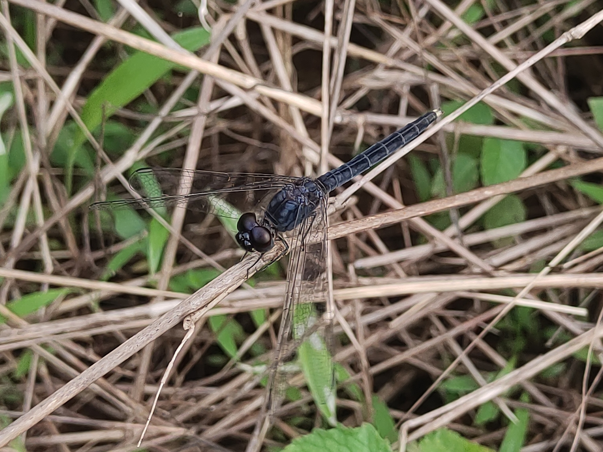 Black Marsh Skimmer