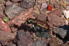 Cicindela purpurea