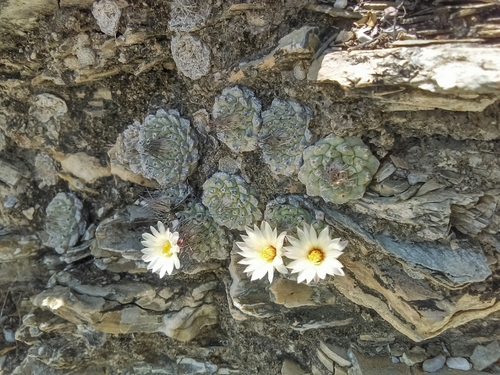 Strombocactus disciformis