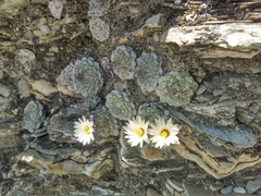 Strombocactus disciformis disciformis