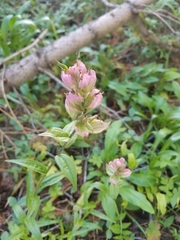 Castilleja rhexiifolia