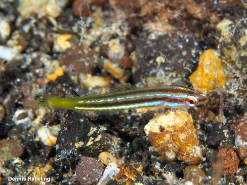 Atlantic rainbow wrasse