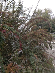 Berberis vulgaris