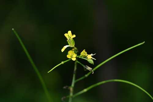 Sisymbrium luteum iNat (1)