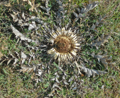 Carlina acanthifolia