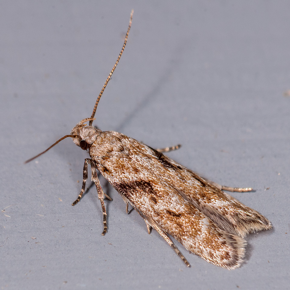 Caryocolum blandelloides