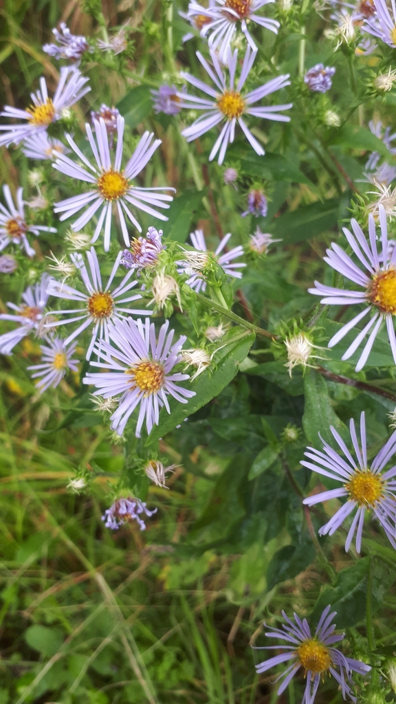 swamp aster (Shoreline & Wetland Plants of Hazelwood Lake ) · iNaturalist