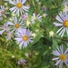 Swamp Aster - Photo (c) Celia Bentoumi, some rights reserved (CC BY-NC), uploaded by Celia Bentoumi