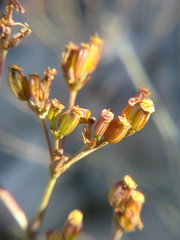 Bupleurum falcatum