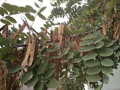 Robinia pseudoacacia