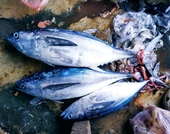 Thunnus obesus