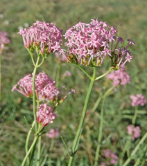 Centranthus angustifolius