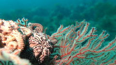 Conocladus australis
