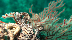 Conocladus australis