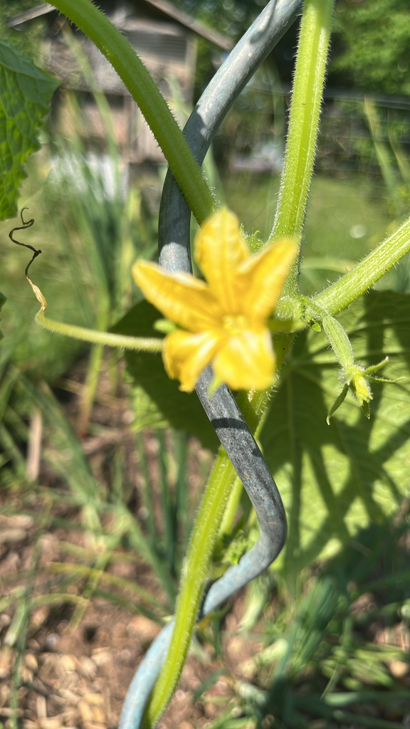 Cucumis sativus
