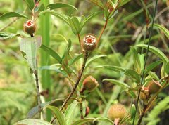 Melastoma sanguineum