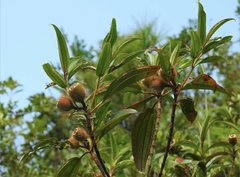 Melastoma sanguineum