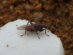 Tapeigaster nigricornis