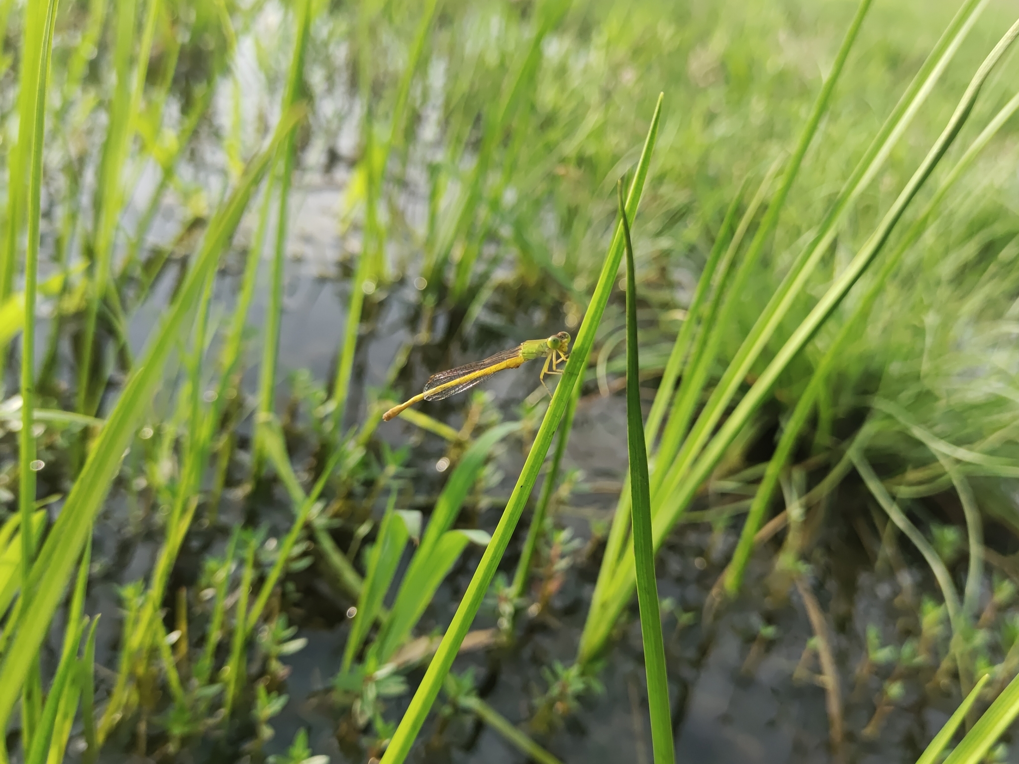 Coromandel Marsh Dart