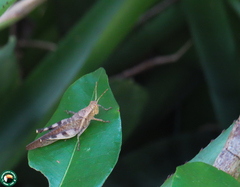 Omalotettix obliquus