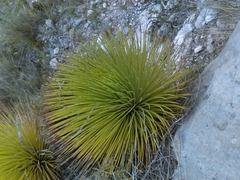 Agave striata striata