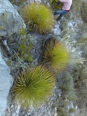 Agave striata striata