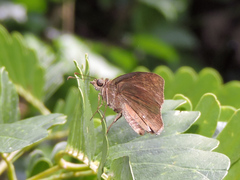 Pellicia dimidiata dimidiata