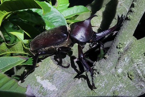Japanese Rhinoceros Beetle