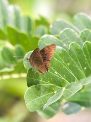 Pellicia dimidiata dimidiata