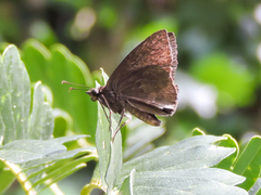 Pellicia dimidiata dimidiata