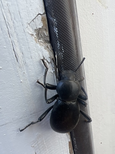 iNaturalist observation photo of Coelocnemis