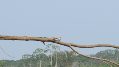 Ammodramus aurifrons