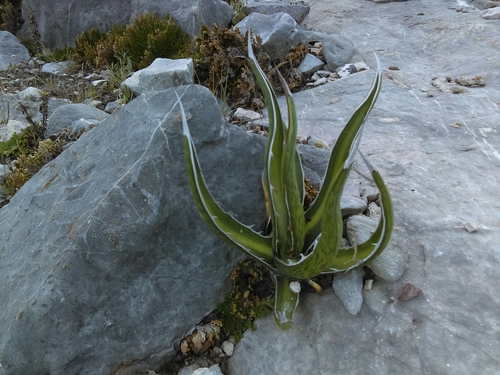 Agave albomarginata