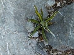 Agave albomarginata
