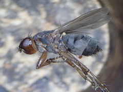 Orygma luctuosum