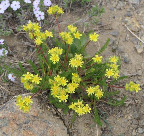 Tweedy's ivesia (Ivesia tweedyi)
