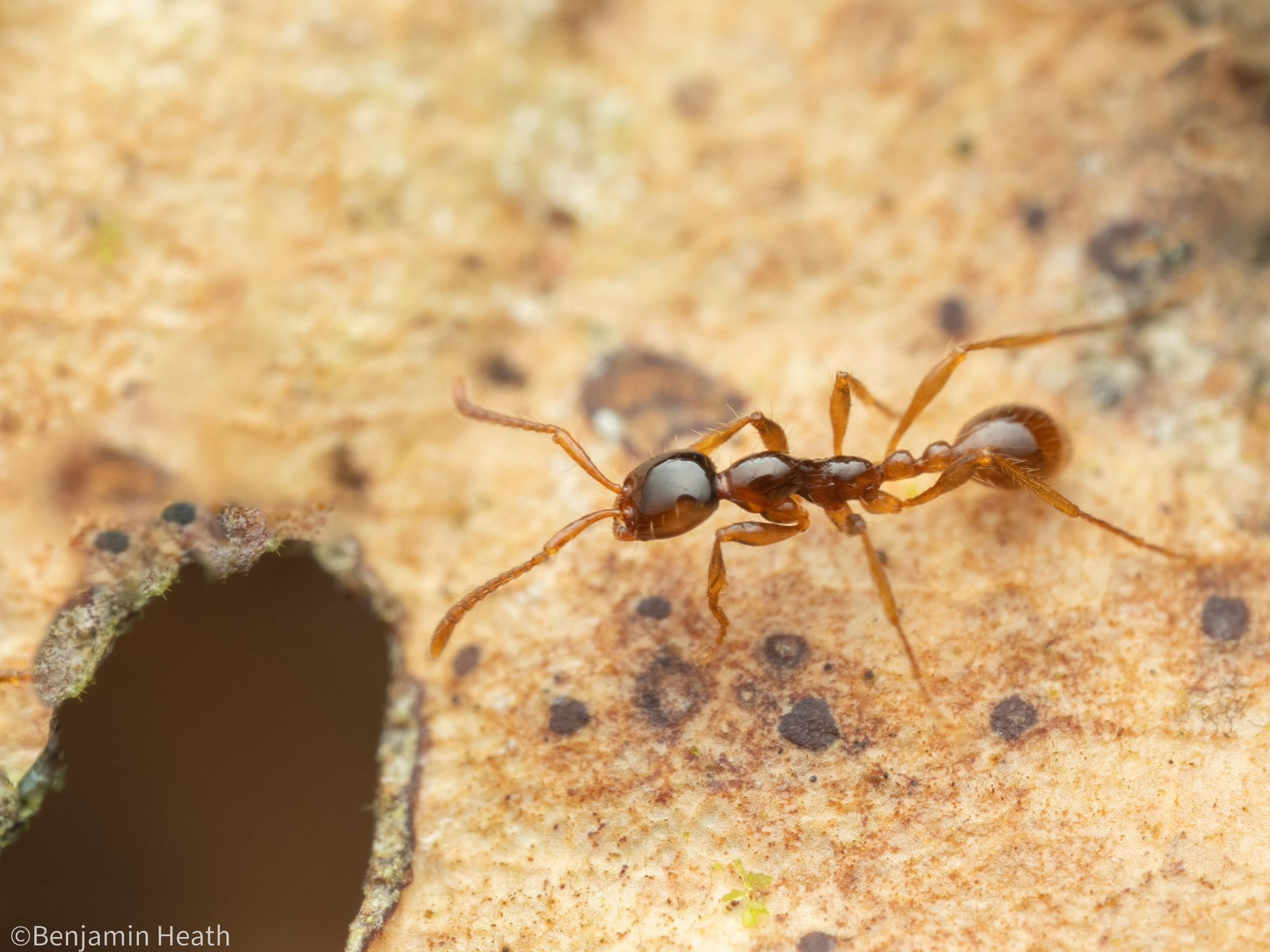 Aenictus sonchaengi