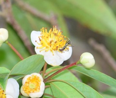 Camponotus singularis